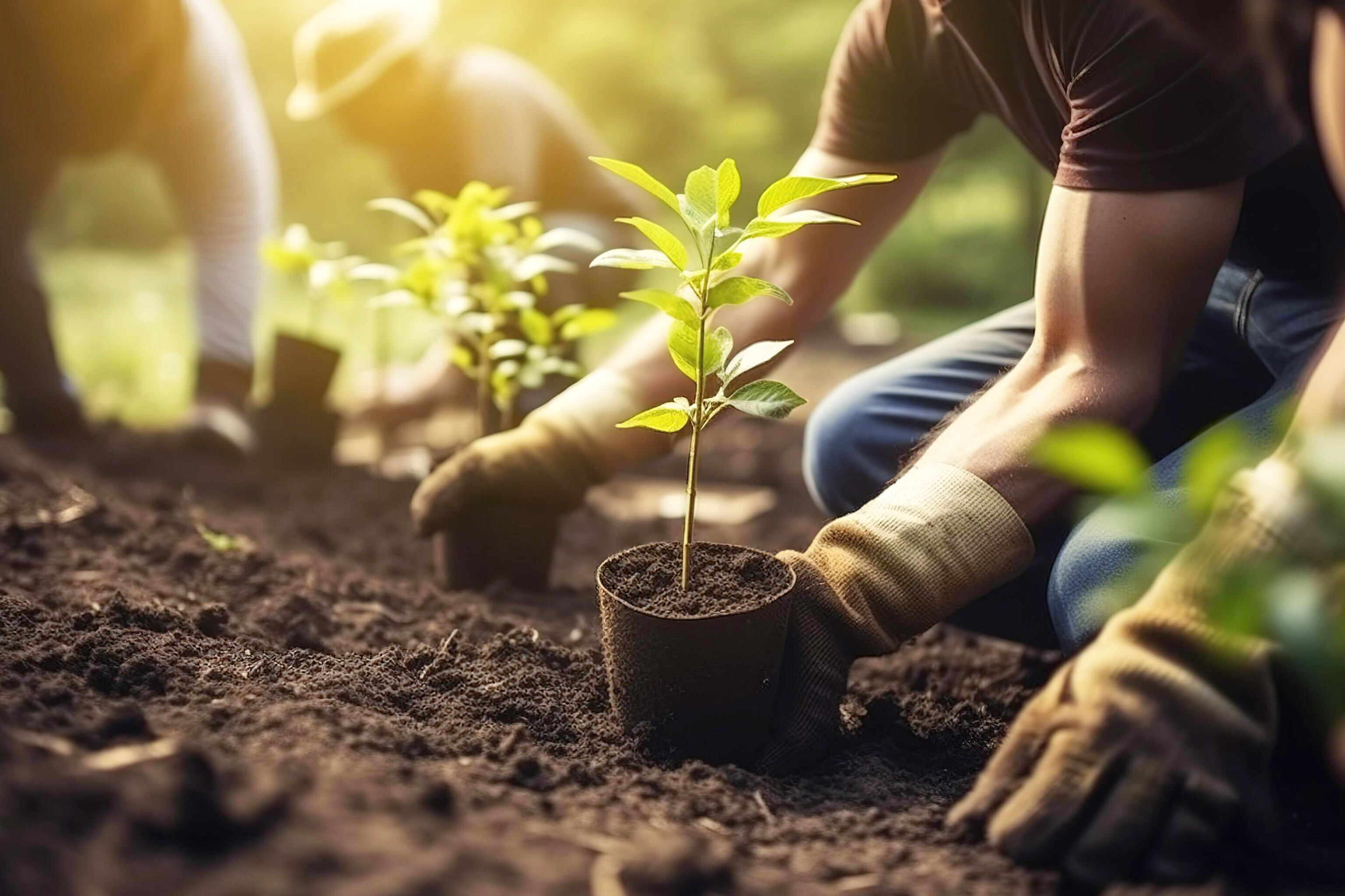 Plantando Plantas