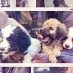 Mascotas