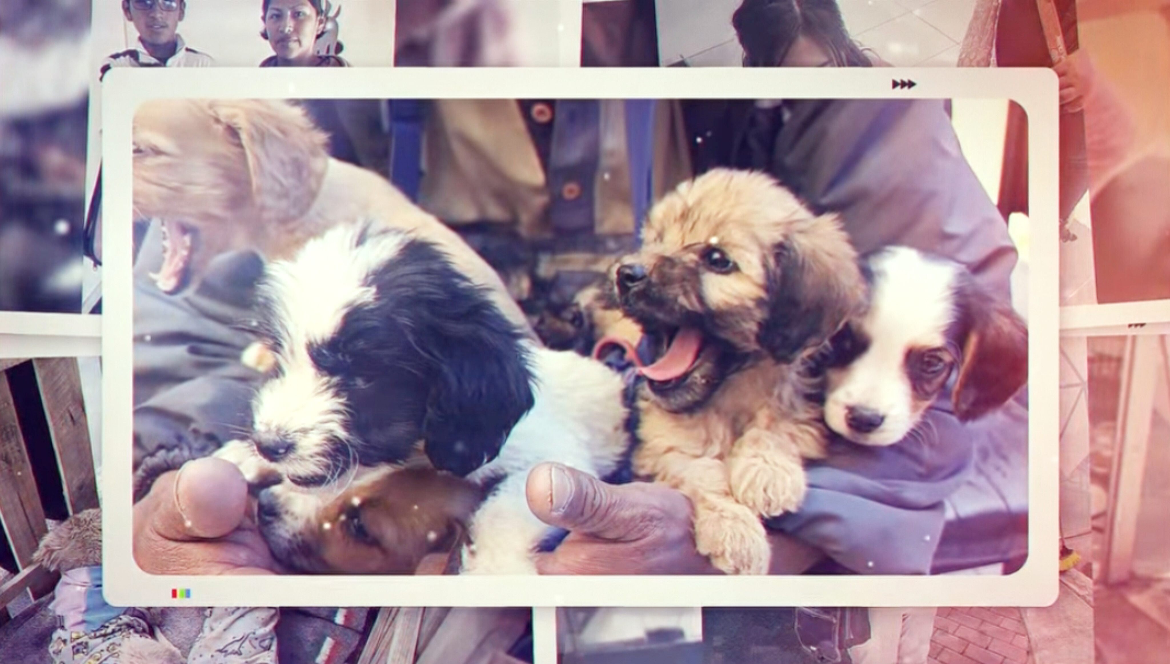 Mascotas
