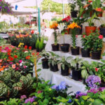 Feria de Plantas