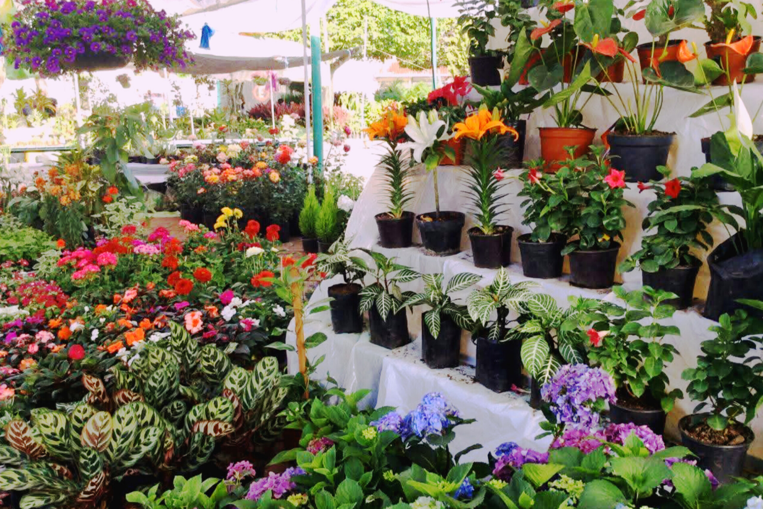 Feria de Plantas